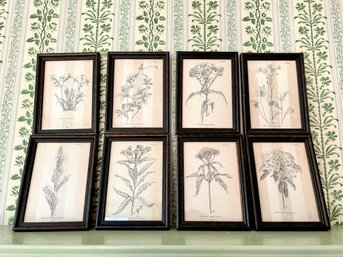 Set Of 8 Framed Botanical Drawings