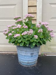 Outdoor Planter With Live Plant.