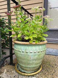 Outdoor Planter With Live Plant.