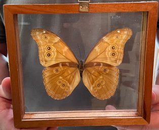 Beautiful Framed Butterfly