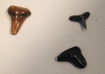 Three (3) Fossil Teeth