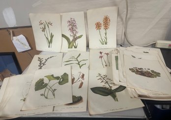 2 Sided Antique Audubon Flower Plates Prints In Multicolor Ready For Framing. 174 Flower Images. 212 - B2