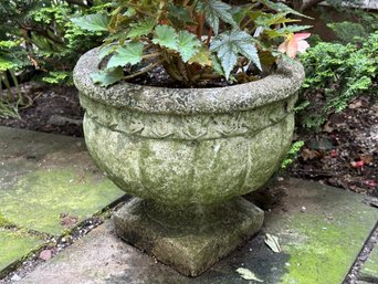 A Stately Vintage Garden Urn In Cast-Cement With A Thriving Begonia