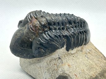 400 Million Year Old DROTOPS MEGALOMANICUS TRILOBITE Fossil On Matrix- 2.75' Long