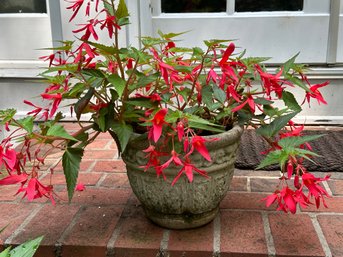 A Vintage Round Planter In Cast-Cement With Flowering Begonia