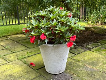 A Tall Plastic Planter With A Flowering Begonia