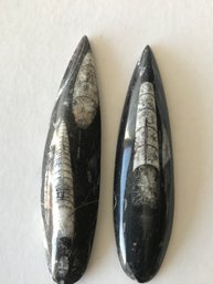 Arthoceras  Fossil , One 6 Inch Long  And One 7 Inch Long