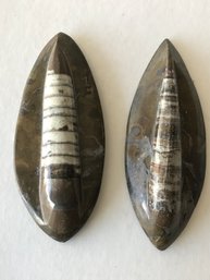 Arthoceras Fossil , 5 Inch Long Each