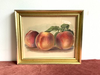 Colored Lithograph Of Peaches