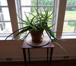 A Large Living Aloe Vera Plant
