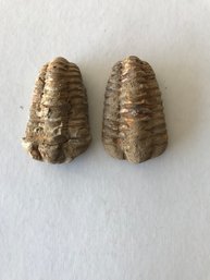 Trilobite Fossil , 3 Inch Long Each