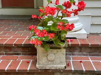 A Handsome Square Planter In Cast-Cement With Flowering Begonia