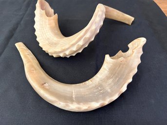 Pair Of Twisted Horns