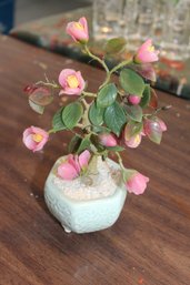 Small Jade Tree