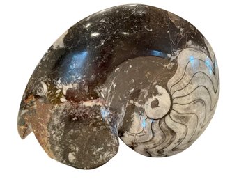 A Stunning Ammonite Fossil Specimen