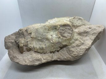 Fantastic OREODONT FOSSIL MAMMAL SKULL- 40 Million Years Old! From The Wyoming Badlands