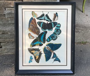 A VIntage Butterfly Print