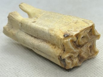 Well Formed PLEISTOCENE ERA FOSSIL BISON MOLAR/TOOTH