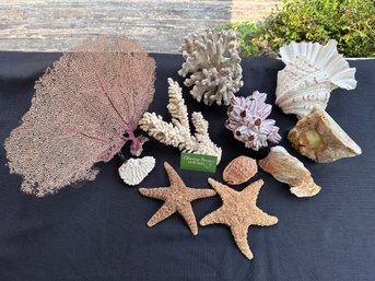 Large Lot Of Ocean Shells, Coral And Starfish