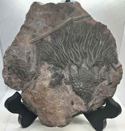 Museum Quality Silurian Period SCYPHOCRINITES CRINOID FOSSIL On Matrix- GREAT Detail Throughout