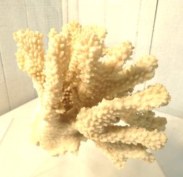 Large Piece Of Real Reef Beach Decor Natural  Coral