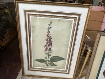 Digitalis Purpurea