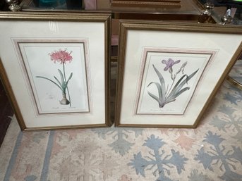 Pair Floral Prints  - Iris And Amaryllis