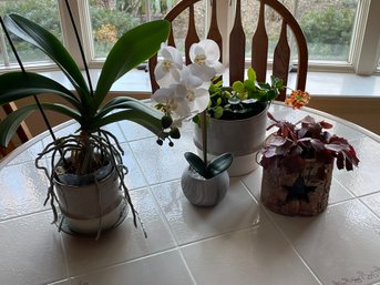 Lot Of 4 House Plants