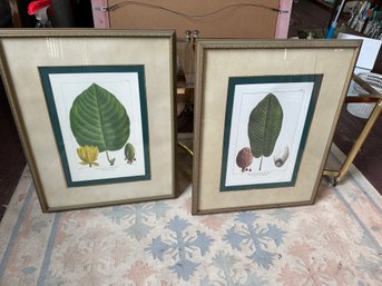 Two Prints Large Leaf Umbrella Tree And Heart Leaf Cucumber Tree