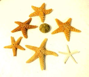 Lot Of Star Fish & Sand Dollars Nautical Decor