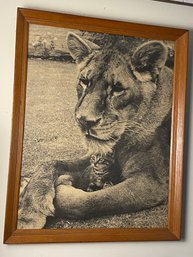 Lioness Original Vintage Picture 1969 And Frame