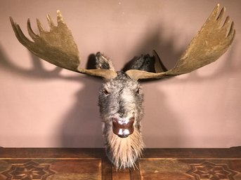 Faux Moose Head -  All Hand Made - Very Realistic Look - Easy To Hang - Great Look - Can Hang Anywhere !