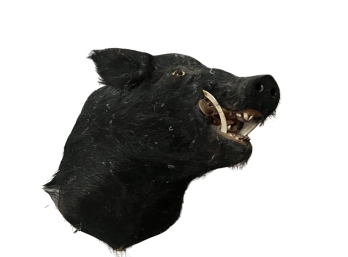 Taxidermy Boars Head Wall Mount