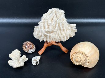 A Grouping Of Sea Treasures, Including A Large Piece Of Coral With Wood Stand