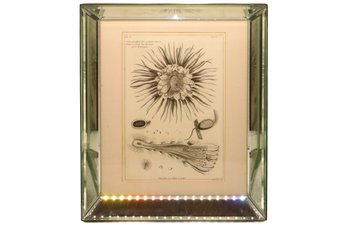 Beautiful Botanical Art Collection