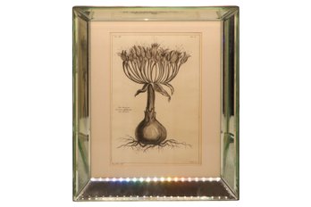 Botanical Art Collection Dupin Filius Sculp