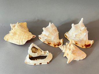 Lot Of 5 Seashells