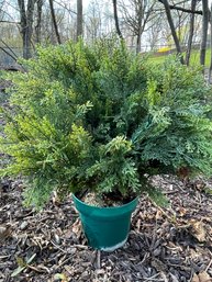 Faux Evergreen In Pot