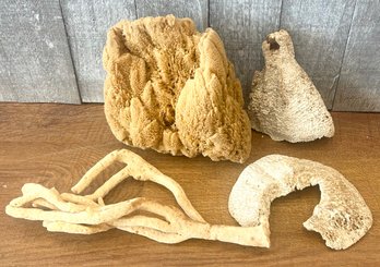 Lot Of Natural Sponges