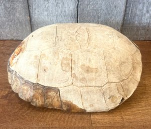 Turtle Shell