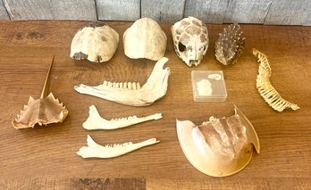 Lot Of Animal Exoskeletons/Bones