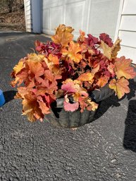 Gorgeous Live Perennial Coral Bells