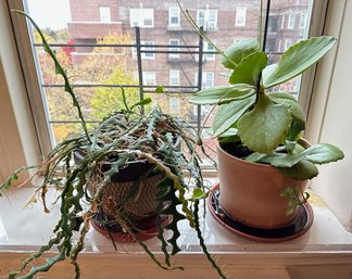 Two Large House Plants