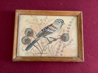 White Crowned Sparrow Rufina Sexton Signed Art