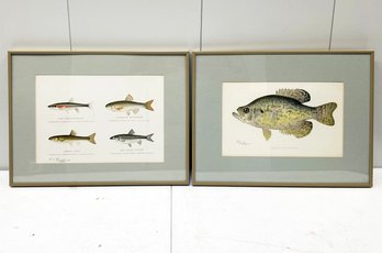 A Pair Of Vintage Fish Lithographs, Signed Denton