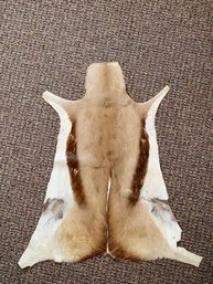 Springbok Hide - Pelt