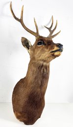 A Six Point Buck Mount