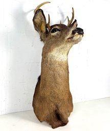 A Young Buck Mount