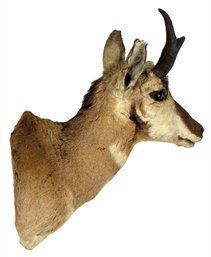 An Antelope Mount - One Horn Missing