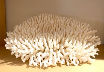 Sculptural Coastal Decor! Large Natural Coral